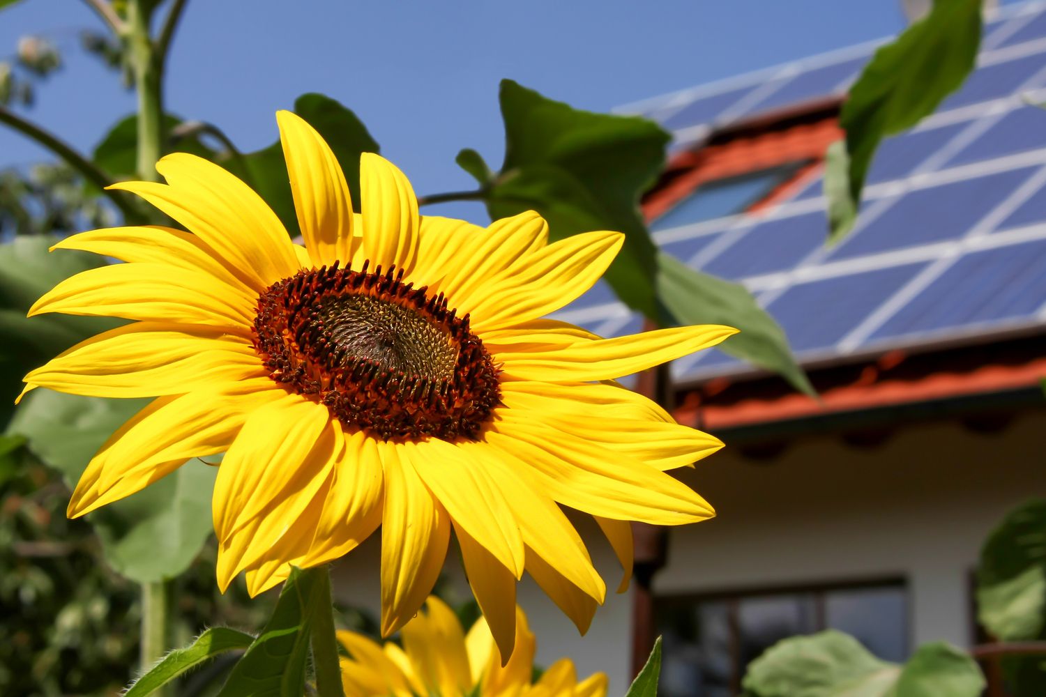 Eine große gelbe Sonnenblume im Vordergrund, im Hintergrund erkennt man unscharf Solarpanels auf dem Dach eines Hauses.