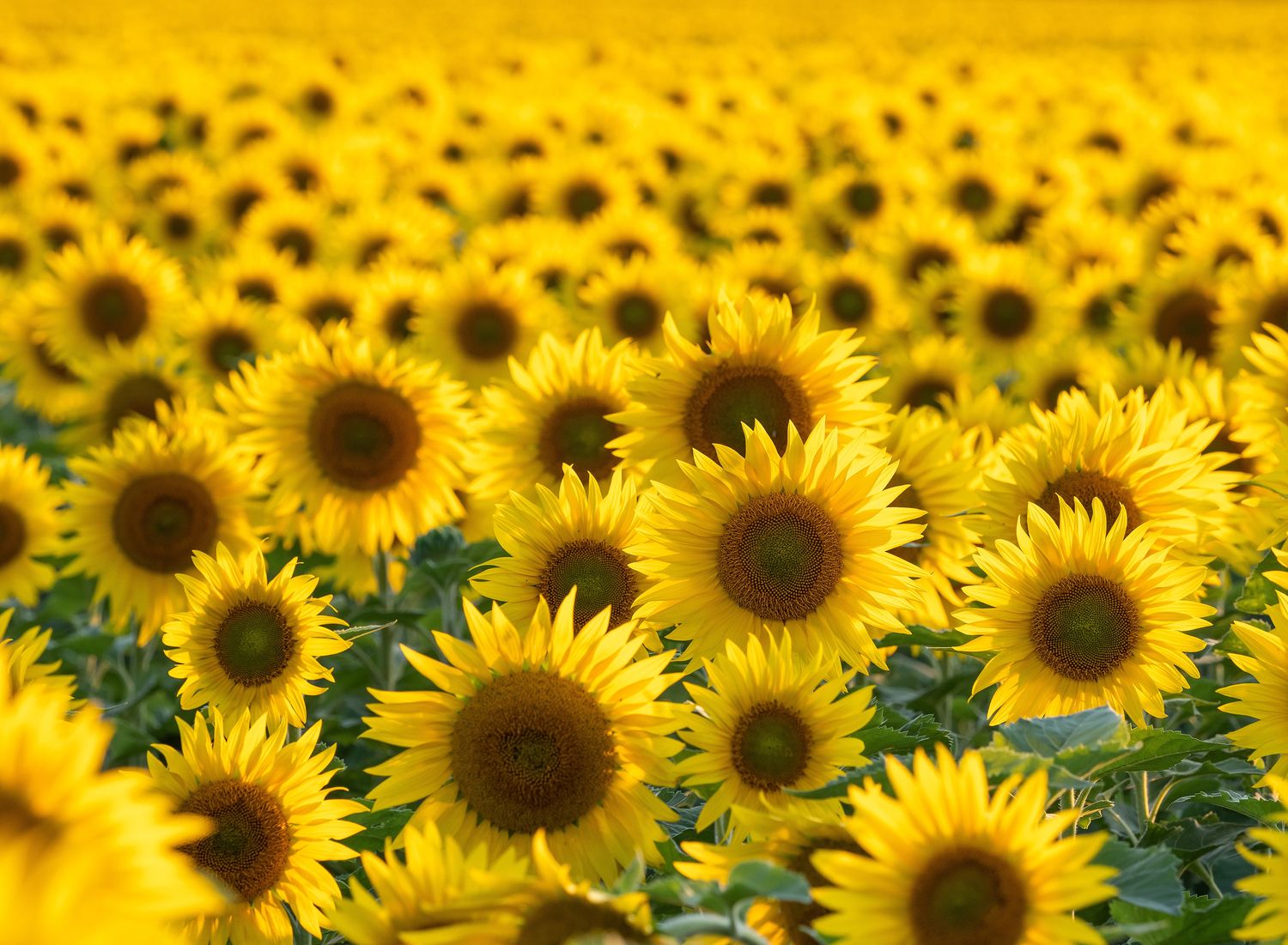 Eine große Fläche voller blühender Sonnenblumen mit kräftig gelben Blüten, der Fokus liegt auf den vorderen Blumen.