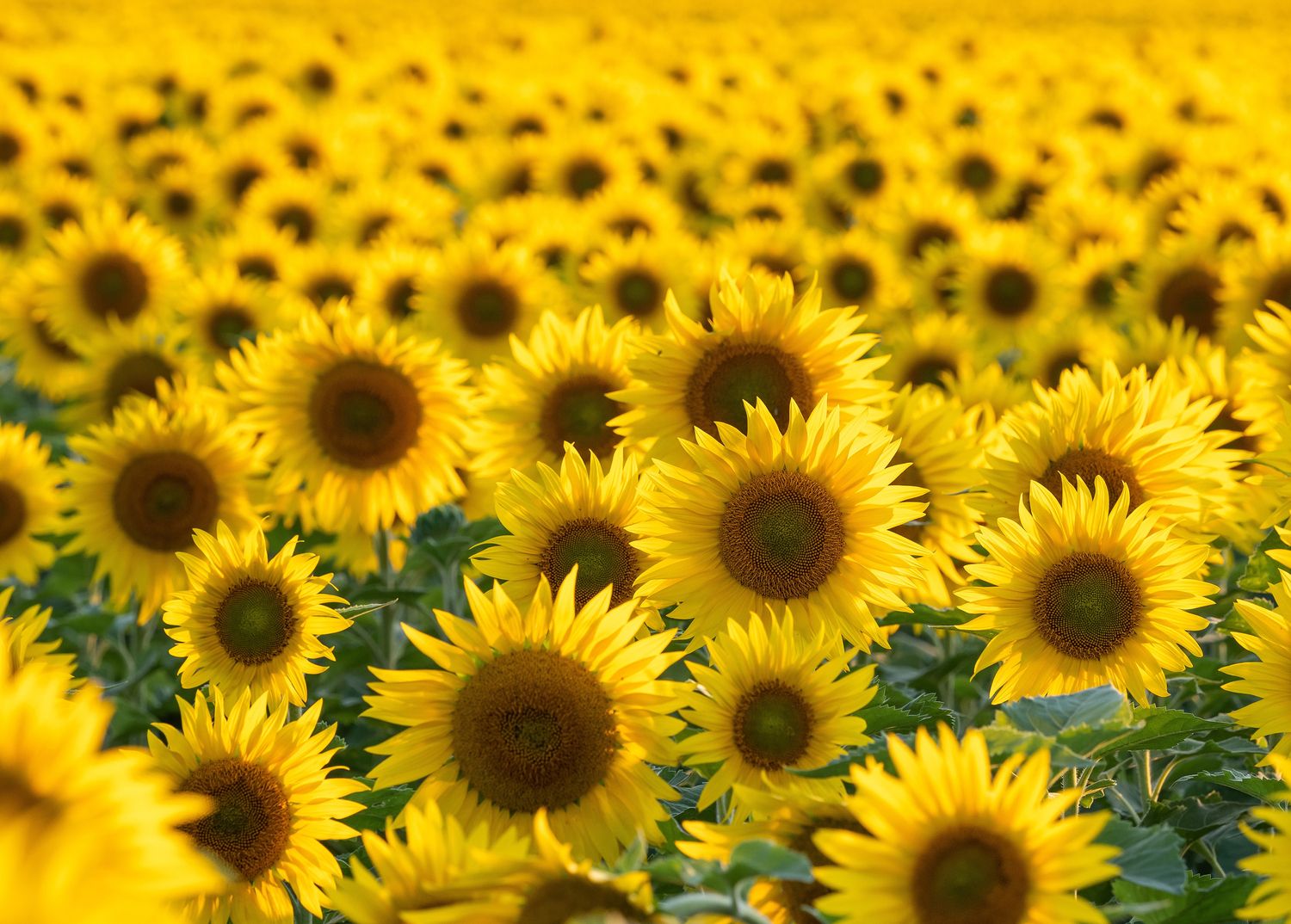 Eine große Fläche voller blühender Sonnenblumen mit kräftig gelben Blüten, der Fokus liegt auf den vorderen Blumen.