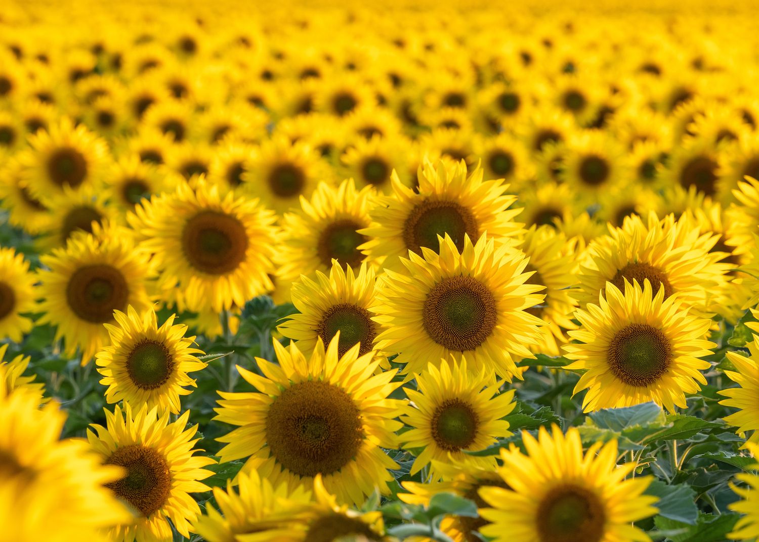 Eine große Fläche voller blühender Sonnenblumen mit kräftig gelben Blüten, der Fokus liegt auf den vorderen Blumen.