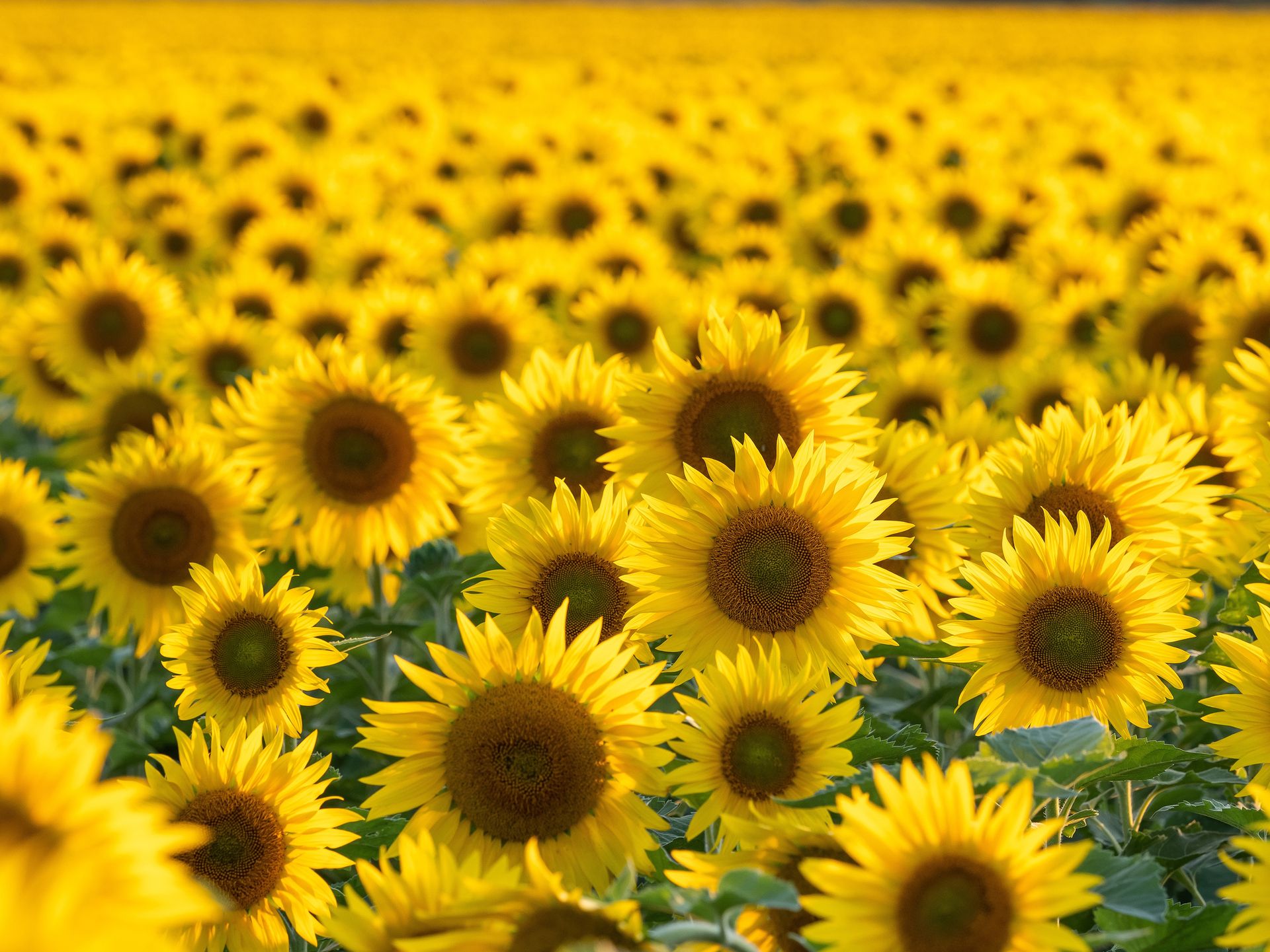Eine große Fläche voller blühender Sonnenblumen mit kräftig gelben Blüten, der Fokus liegt auf den vorderen Blumen.